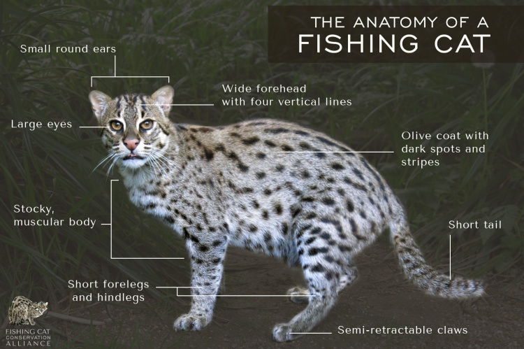 Fishing Cat, The Fishing Cat (Prionailurus viverrinus) is a…
