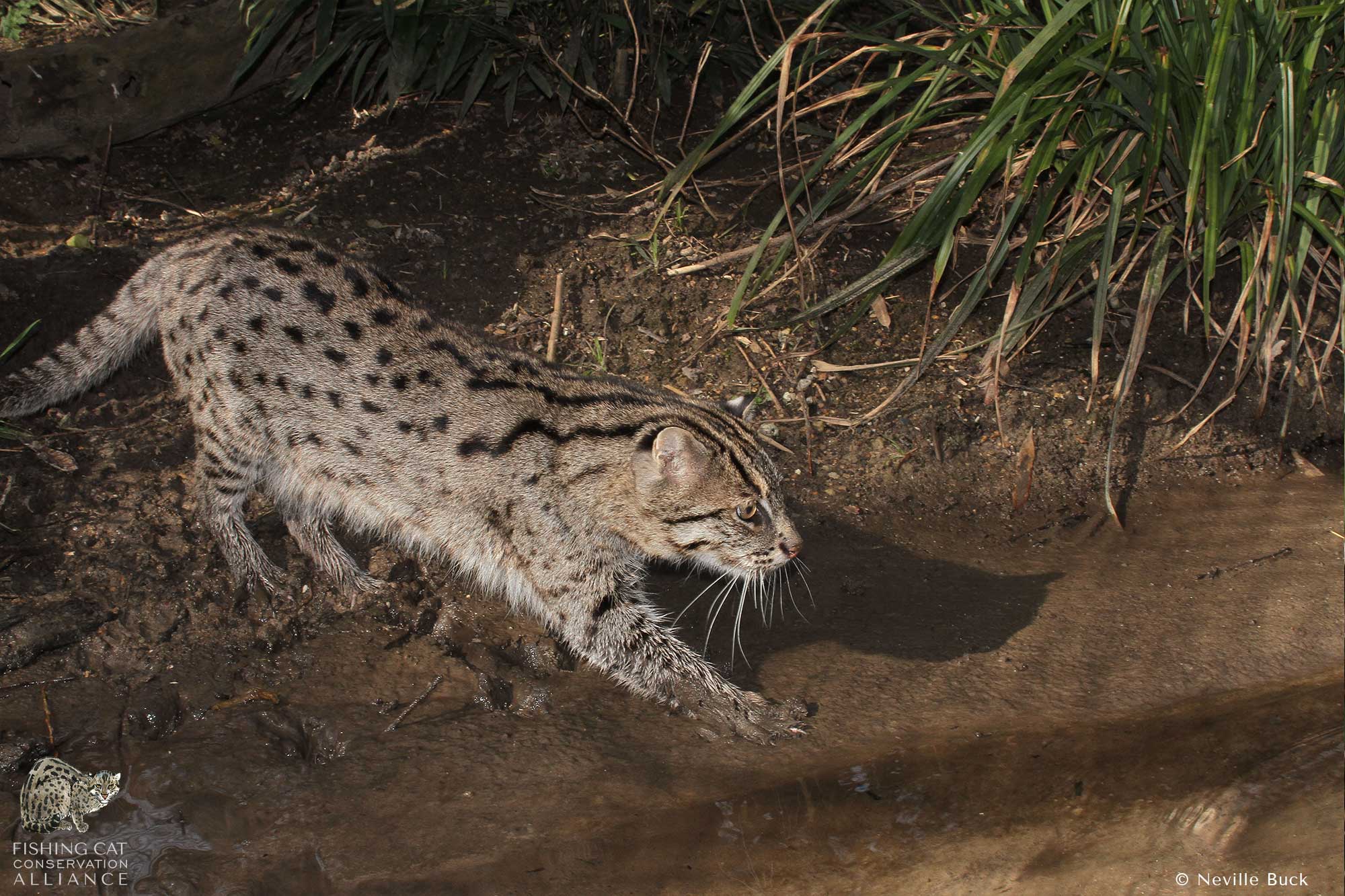 Happy Fishing Cat February! Did You You?: The Fishing Cat