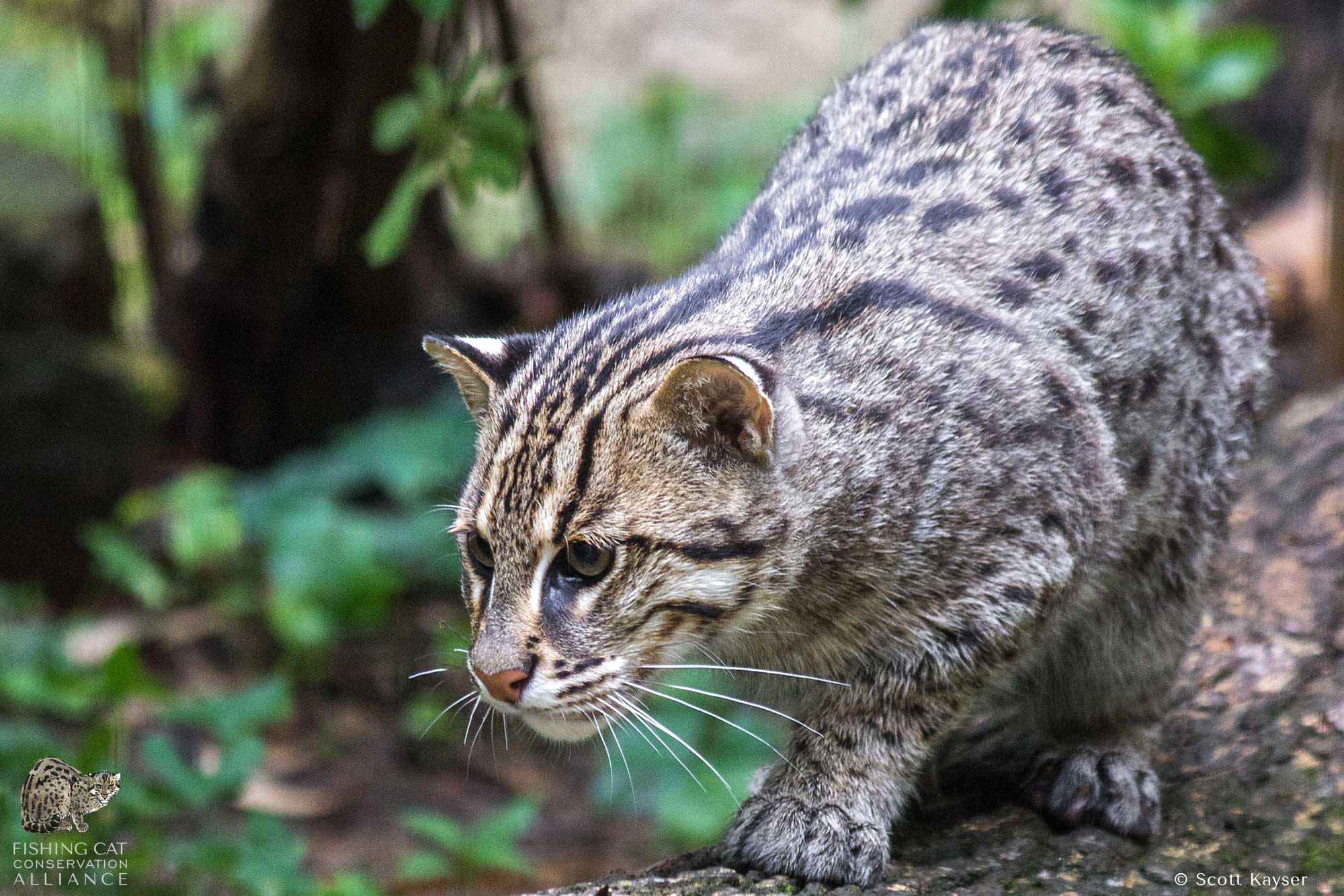 Fishing Cat Conservation Alliance