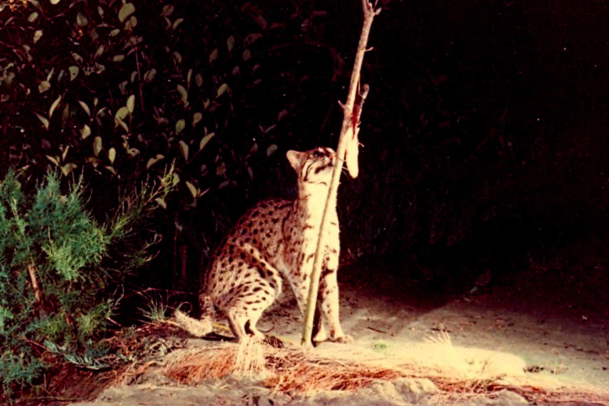 The Fishing Cat – Fishing Cat Conservation Alliance
